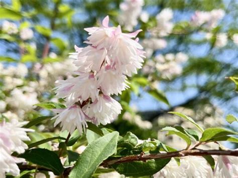 植物栽培方法|基本的な育て方 